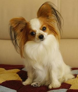 哪一种狗狗最贵,狗狗价格排行榜前十最贵