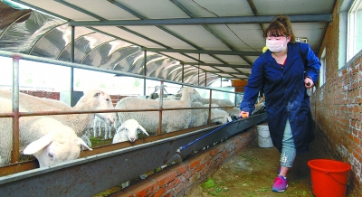 羊得了疥螨病如何治疗,羊疥螨怎么治疗好得快