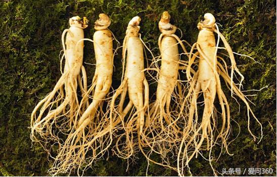 人参枸杞子泡水喝的功效与副作用,人参功效与作用及禁忌症有哪些