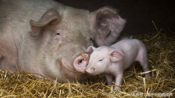 养猪助产技巧,养猪秘籍妊娠母猪怎样饲养好