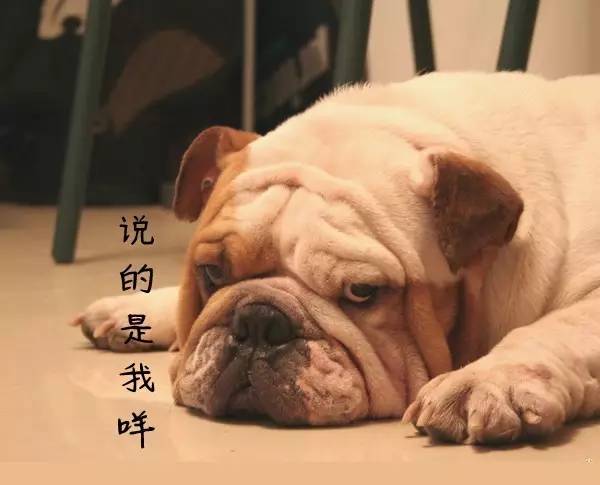 宠物狗长痘痘是怎么引起的,狗狗长痘痘有脓掉毛