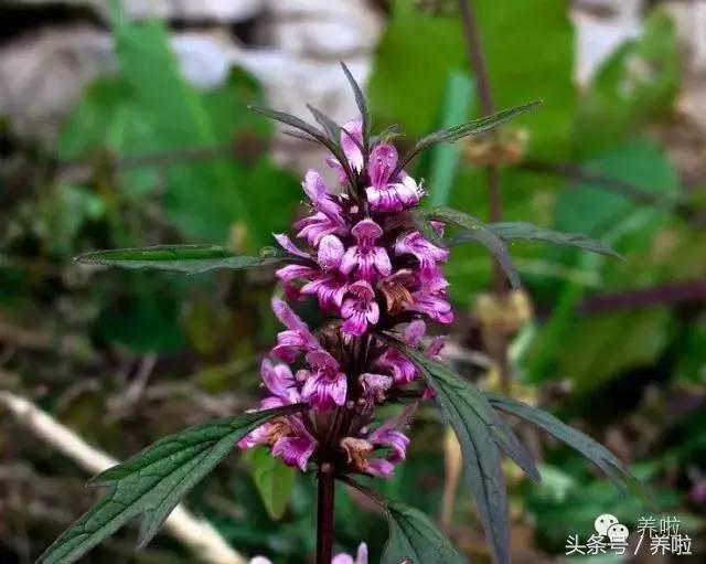 告别腰疼腿麻的方法,产后腰痛怎么缓解最简单的方法