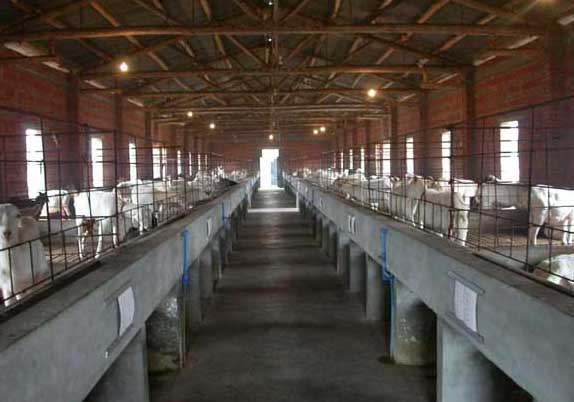 羊留胃迟缓怎么治疗,羊鼓胀病怎么治疗