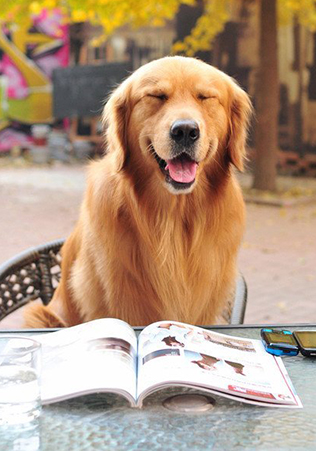 挑选狗狗,如何挑选好狗狗的三个技巧