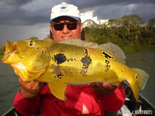 亚马逊钓鱼钓到最大的鱼,亚马逊钓到1吨的鱼