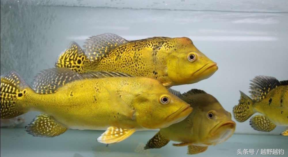 亚马逊钓鱼钓到最大的鱼,亚马逊钓到1吨的鱼