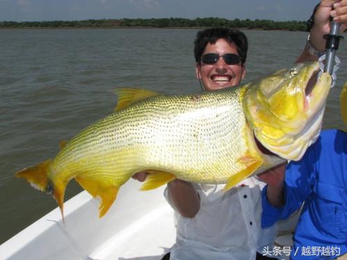 亚马逊钓鱼钓到最大的鱼,亚马逊钓到1吨的鱼