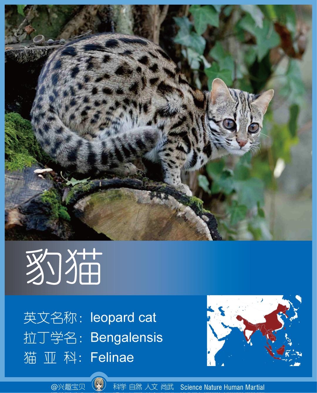 所有36种猫科动物排行,兴趣宝贝21期