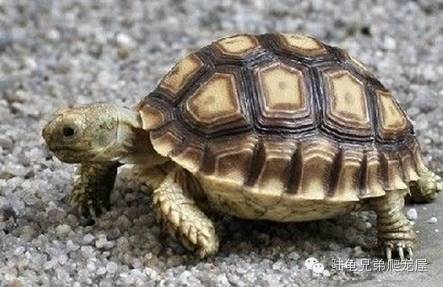 苏卡达生长快吗,如何辨别激素苏卡达