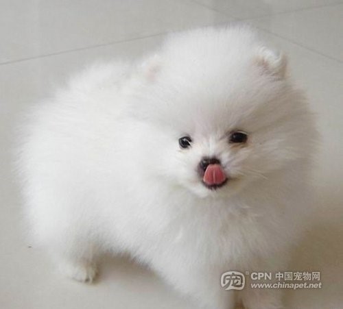 哪一种狗狗最贵,狗狗价格排行榜前十最贵