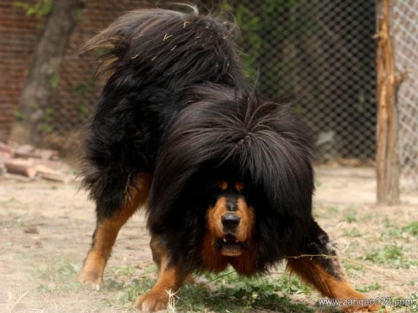 哪一种狗狗最贵,狗狗价格排行榜前十最贵