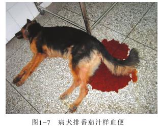 犬细小病毒病干扰素作用是什么,犬细小病毒病是外科还是内科