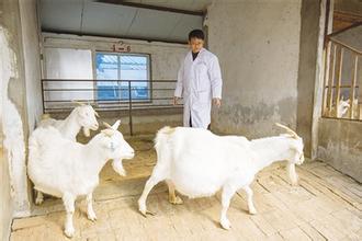 母羊产前瘫的最佳治疗,治疗母羊产前瘫痪的土方法