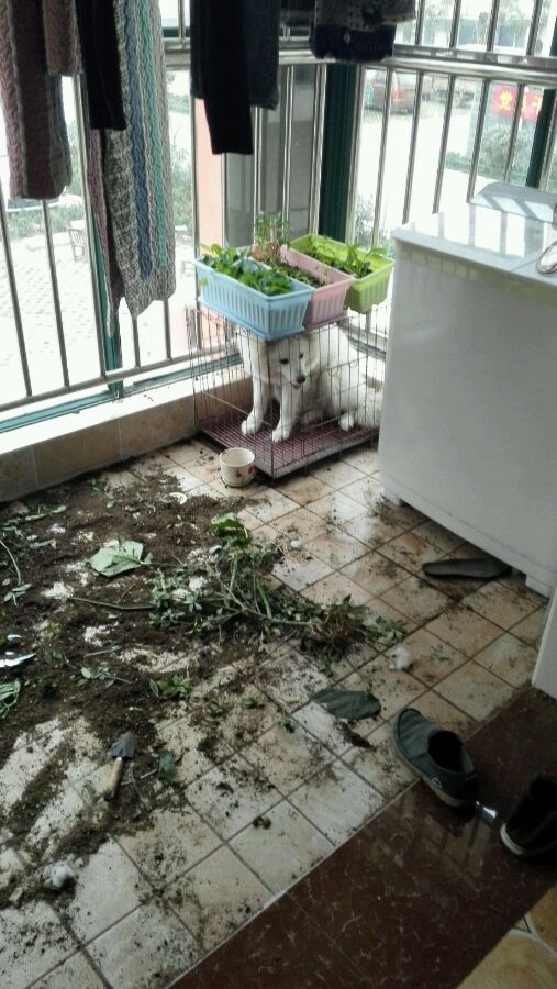 咬过人的宠物狗要怎么养,养的狗爱对人叫怎么办