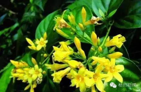 在野外什么千万别碰,这些植物千万不要乱碰