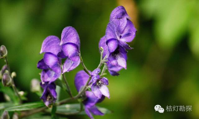 在野外什么千万别碰,这些植物千万不要乱碰