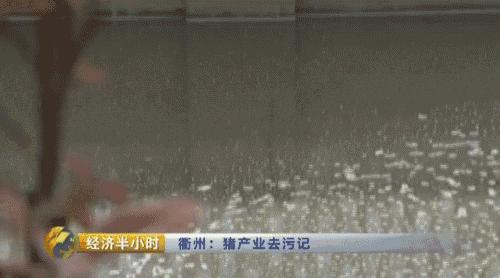 猪粪致富经,致富经养猪多赚一个亿