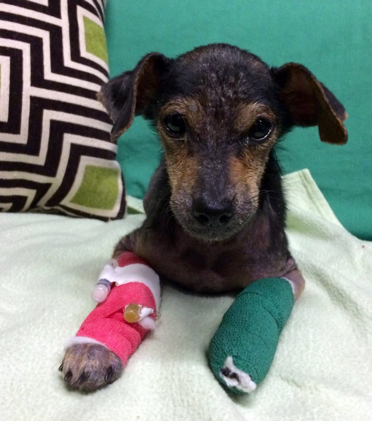 狗狗受到虐待一瘸一拐,狗狗被虐待断腿