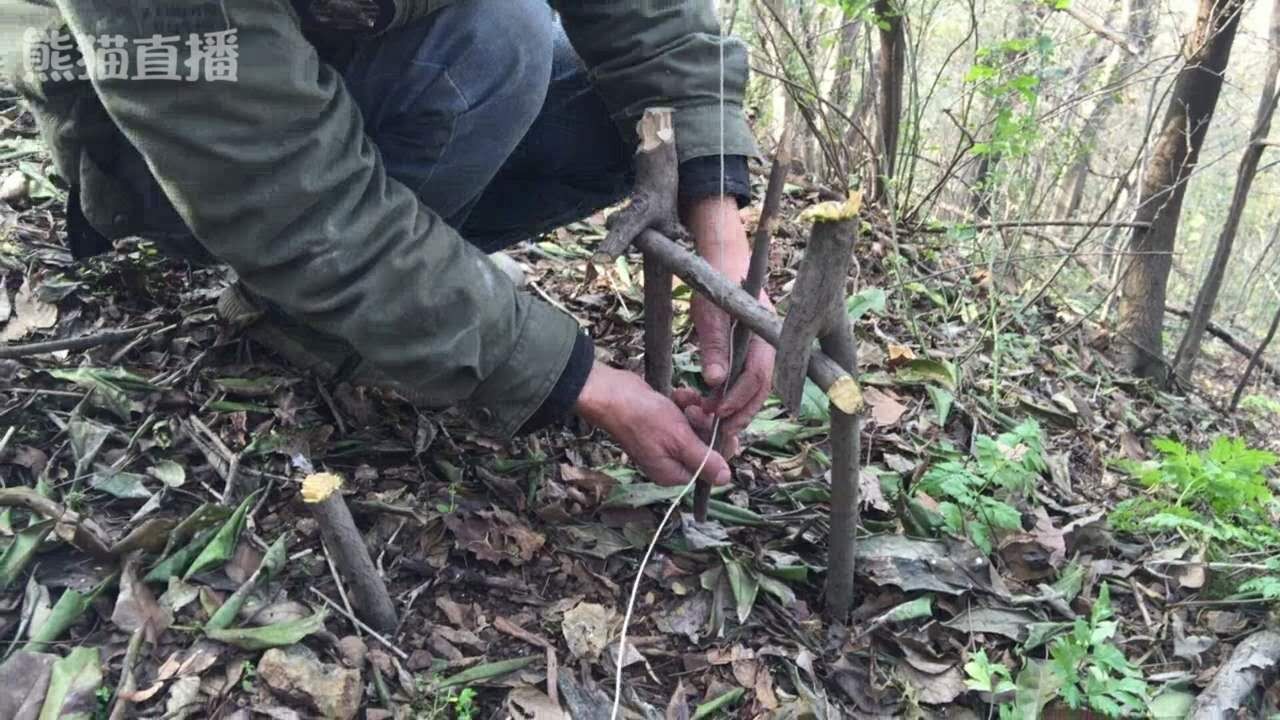 野外生存捕猎最常见的吊脚套陷阱，对付山鼠那是来一只逮一只