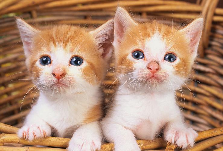 治疗耳螨的简单方法,耳螨怎么治