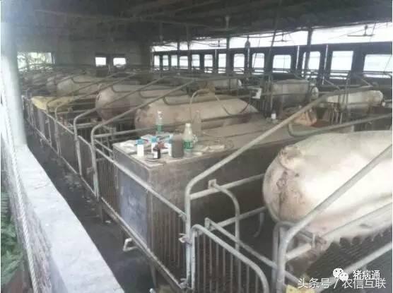 母猪产前低温不食是怎么回事,母猪低温不吃食最佳治疗方案