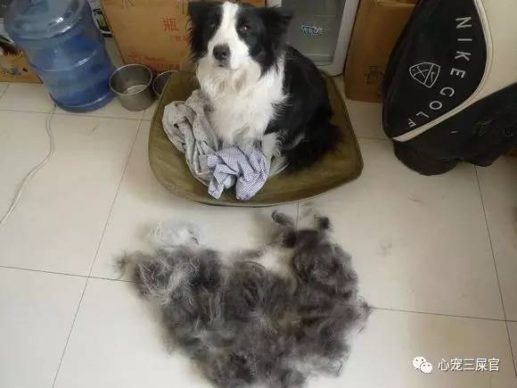 最不爱干净的宠物,最不爱掉毛的宠物