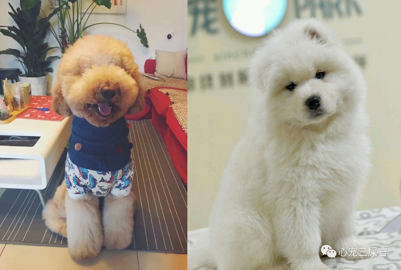 最不爱干净的宠物,最不爱掉毛的宠物