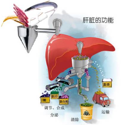 肿瘤会引起肝功能异常吗,癌症患者肝功能异常怎么办