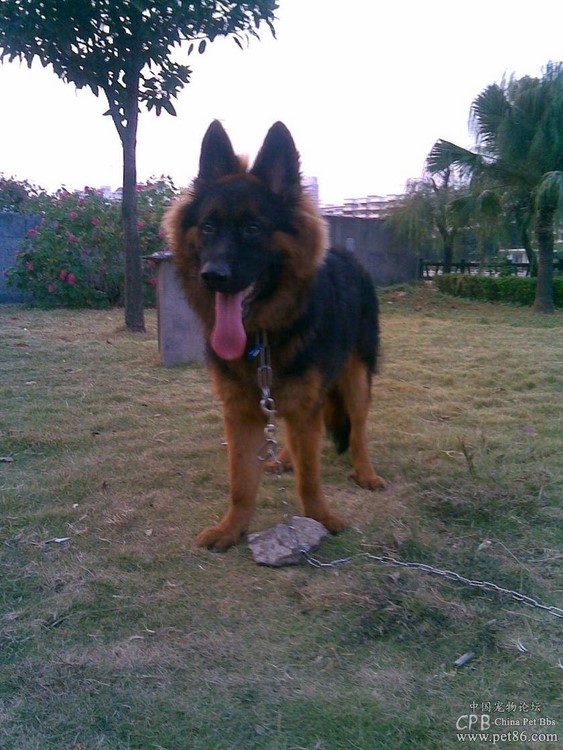 哪一种狗狗最贵,狗狗价格排行榜前十最贵