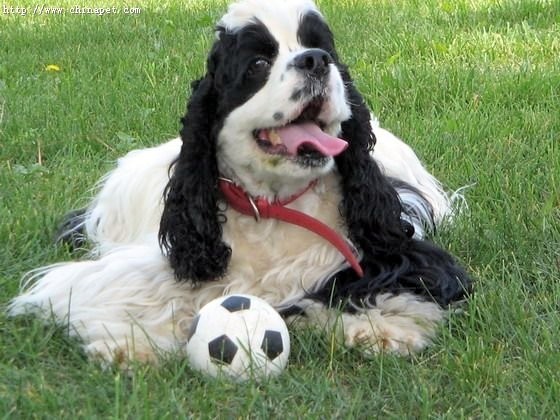 哪一种狗狗最贵,狗狗价格排行榜前十最贵