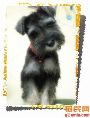 哪一种狗狗最贵,狗狗价格排行榜前十最贵