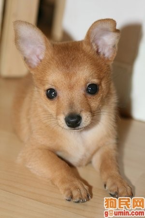 哪一种狗狗最贵,狗狗价格排行榜前十最贵