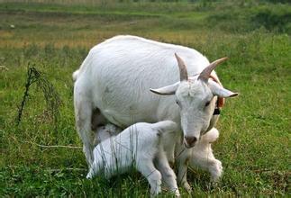 母羊产前瘫的最佳治疗,治疗母羊产前瘫痪的土方法