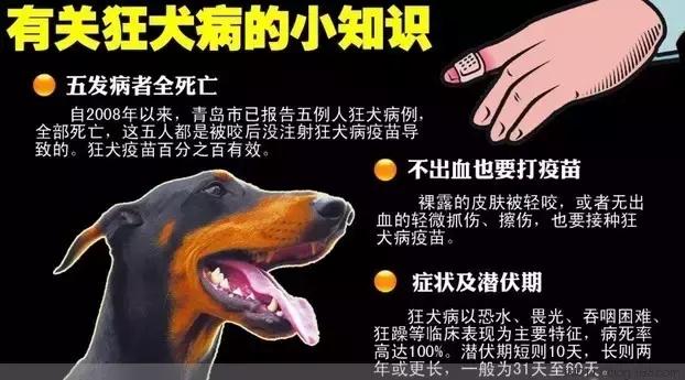 怎么分辨狗咬了要不要打针,被宠物狗咬多久打针