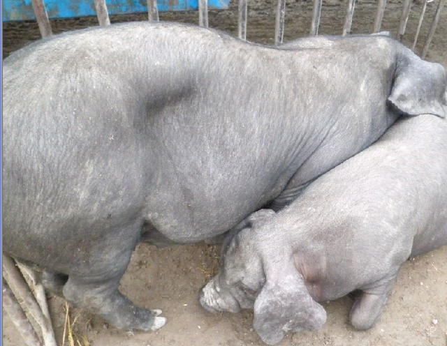 养猪这几年怎么样,养猪有哪些病症怎么治