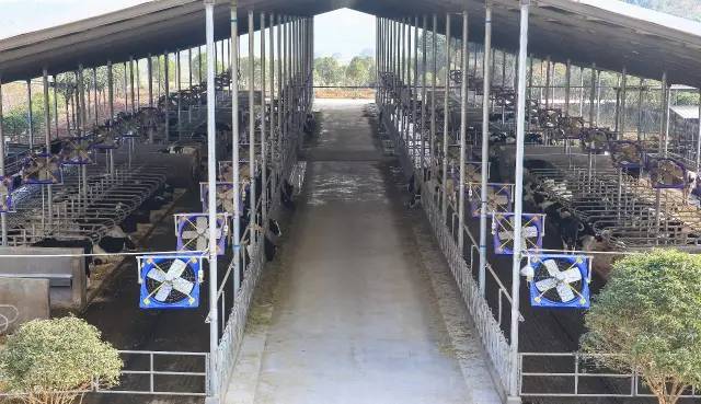 九峰万亩茶园,九峰森林动物园好不好玩