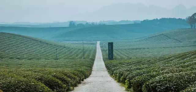 九峰万亩茶园,九峰森林动物园好不好玩
