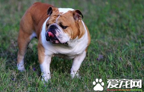 斗牛犬的习性与特征,英国斗牛犬怎么养