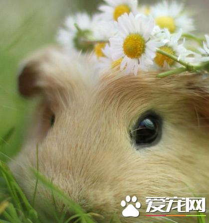 布丁仓鼠怎么训练如何训练布丁仓鼠