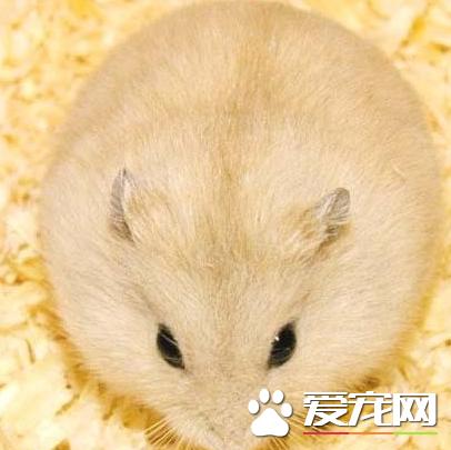 仓鼠布丁鼠会自己怀孕吗,仓鼠母鼠怀孕征兆