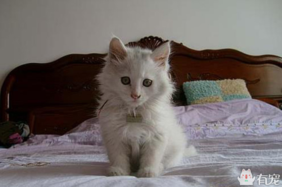 有福之人满满的幸福 (有才和有福的成长日记)