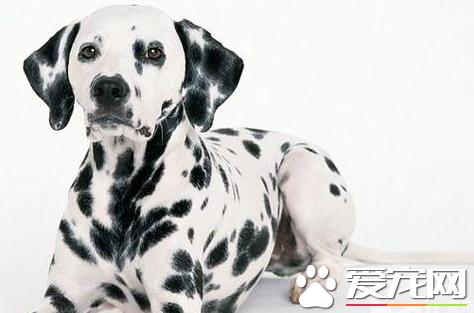 大麦町犬一到六个月变化,大麦町犬一到十二个月的体重变化