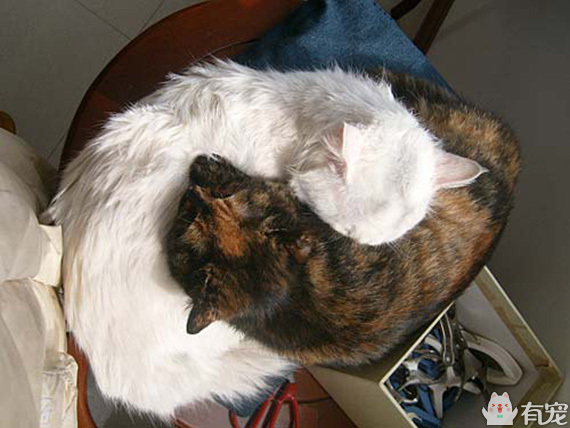 有福之人满满的幸福 (有才和有福的成长日记)