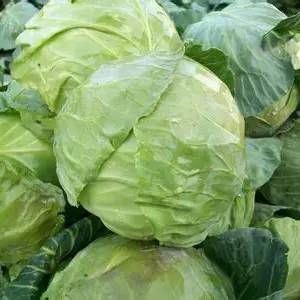 蔬菜种子识别图片,常见蔬菜种子认识