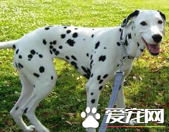 大麦町犬一到六个月变化,大麦町犬一到十二个月的体重变化