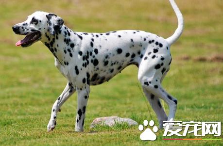 大麦町犬一到六个月变化,大麦町犬一到十二个月的体重变化