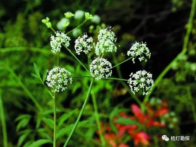 在野外什么千万别碰,这些植物千万不要乱碰