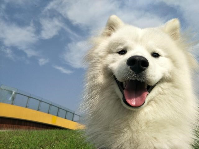 oppor9splus性价比,oppor9splus还值得买吗