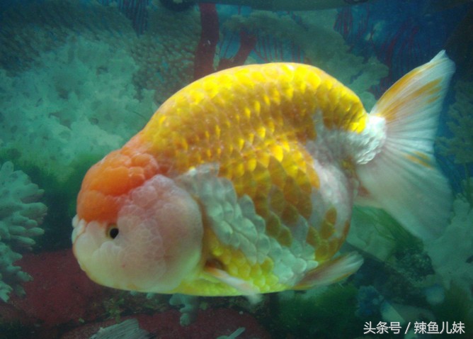 狮子头金鱼鳃病怎么判断,狮子头金鱼怎么总是嘴向上吐泡泡