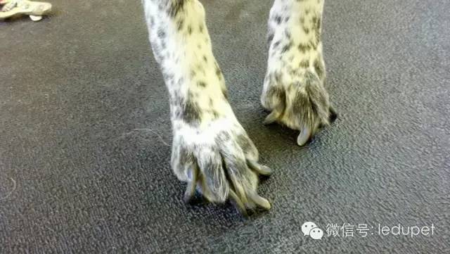 狗狗剪指甲总流血止不住怎么办,狗狗剪指甲流血沾了水怎么办